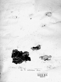 Jackrogersella cohaerens image